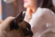 [YITUYU]艺图语 2020.12.28 爱的寄托 毛毛 [28P-322MB]-套图岛