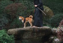 [YITUYU艺图语]2021.10.11 犬侍 老乔[20+1P／223MB]-套图岛