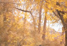 [YITUYU艺图语]2022.08.16 我与远方只隔山几重 小猫里奈[24+1P／251MB]-套图岛