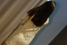 [ROSI写真]2023.06.11 NO.4206[224+1P／282MB]-套图岛