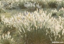 [YITUYU艺图语]2023.03.14 秋风起 芝芝琪[25+1P／298MB]-套图岛