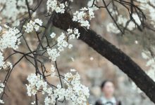 [YITUYU艺图语]2023.05.07 十里春风梨花如雨 薇薇[49+1P／828MB]-套图岛